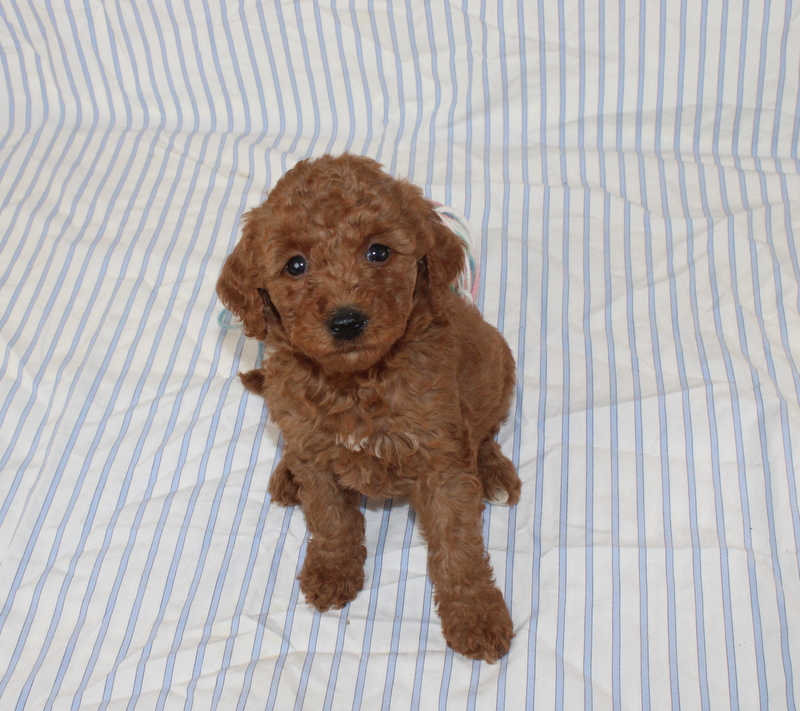 puppy, for, sale, Mini F1B Golden Doodle, Matthew B. Stoltzfus, dog, breeder, Gap, PA, dog-breeder, puppy-for-sale, forsale, nearby, find, puppyfind, locator, puppylocator, aca
